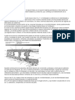 Placenta. Anatomía y Fisiología 