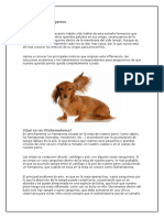 Otohematoma en Perros