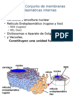 Sistema de Endomembrana (Env. Nuclear, RER, REL y AG)