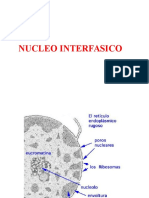 Núcleo Interfásico y en División