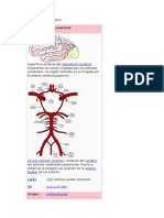 Arteria Cerebral Posterior