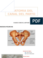 Anatomia Del Canal Del Parto 