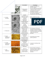 Plant Cell Organelle Chart