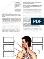 Respiratory System