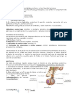 Histologia Sistema Endocrino