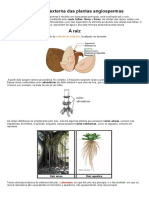 Morfologia Externa Das Plantas Angiospermas