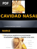 Cavidad Nasal 