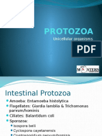 Protozoa