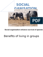 Social Organisation