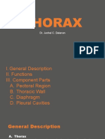 Thorax