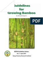 Guidelines For Growing Bamboo