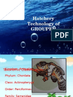 Hatchery Technology of Grouper