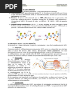 Transcripcion PDF