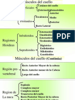 F) Musculos Del Cuello