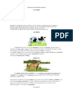 Animales Agropecuarios