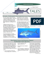 Fish Tales: Greater Amberjack Overexploited and Depleted in The Gulf