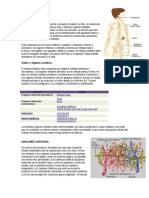 Sistema Linfático, Anatomía