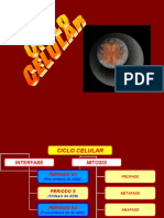 Ciclo Celular-Cpu-1