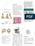 Huesos Palatinos y Parietales