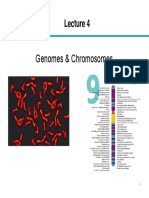 Genomes & Chromosomes