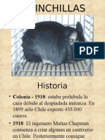  Chinchillas 