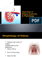 Anatomy and Introduction CKD Kidney