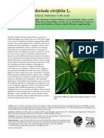 Morinda Species Profile