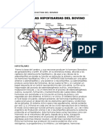 Fisiología Reproductiva Del Bovino