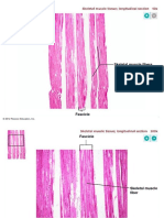 Skeletal Muscle Fibers: © 2012 Pearson Education, Inc