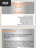 Motoneuronas Alfa y Gamma