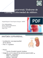 Endocrino - Corteza Suprarrenal