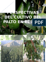 Perspectivas Del Cultivo Del Palto