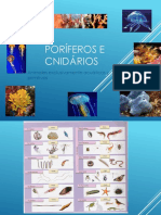 Poriferos e Cnidarios PDF