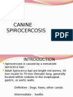 Canine Spirocercosis