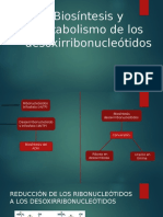 5 Biosíntesis-Y-Metabolismo-De-Los-Desoxirribonucleótidos