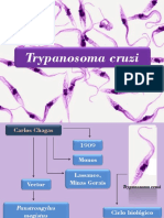 Trypanosoma Cruzi