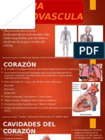 Presentación Sistema Cardiovascular