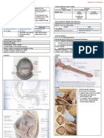 Mechanism of Micturition