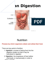 Digestive System