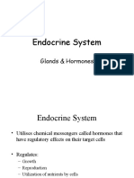 Endocrine System: Glands & Hormones