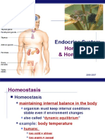 Endocrine System: Hormones & Homeostasis