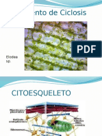 Cito Plasma