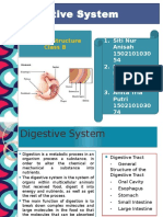 Digestive System: Animal Structure Class B