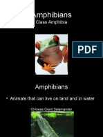 Amphibians