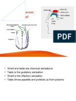 Taste and Smell (Neurophysio)