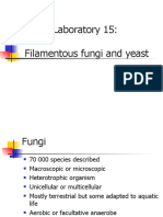 Filamentous Fungi and Yeast