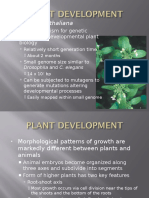 Developmental Plant Biogical