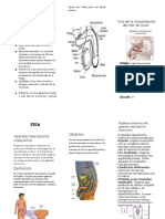 Triptico de Sistema Reproductor Masculino