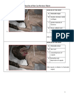 Muscles of The Cat Review Sheet: Cartilages