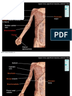 Cephalic: Deltoid